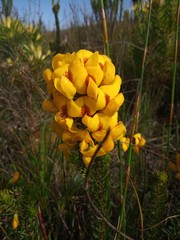 Cyclopia genistoides