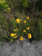 Cyclopia genistoides