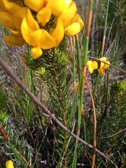 Cyclopia genistoides
