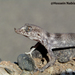 Rhinogekko misonnei - Photo (c) hossein_nabizadeh，保留部份權利CC BY-NC