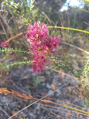 Melaleuca anisandra