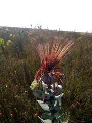 Protea aurea potbergensis