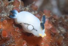 Polycera capensis