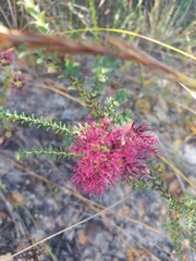 Melaleuca anisandra