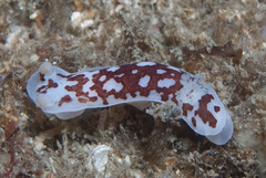 Aphelodoris brunnea