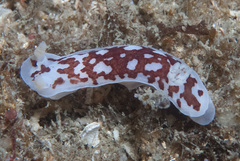 Aphelodoris brunnea