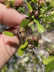 Leptospermum amboinense