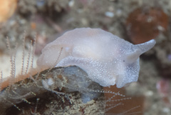 Pleurobranchaea tarda