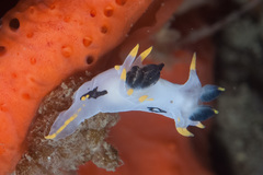 Polycera sp-a