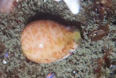 Cypraeovula