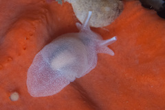 Pleurobranchaea tarda