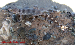 Rhinogekko misonnei