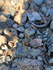 Sibara filifolia