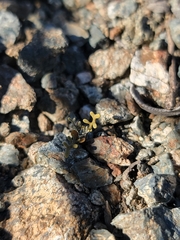 Sibara filifolia