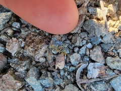 Sibara filifolia