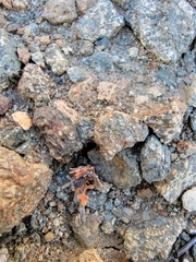Sibara filifolia