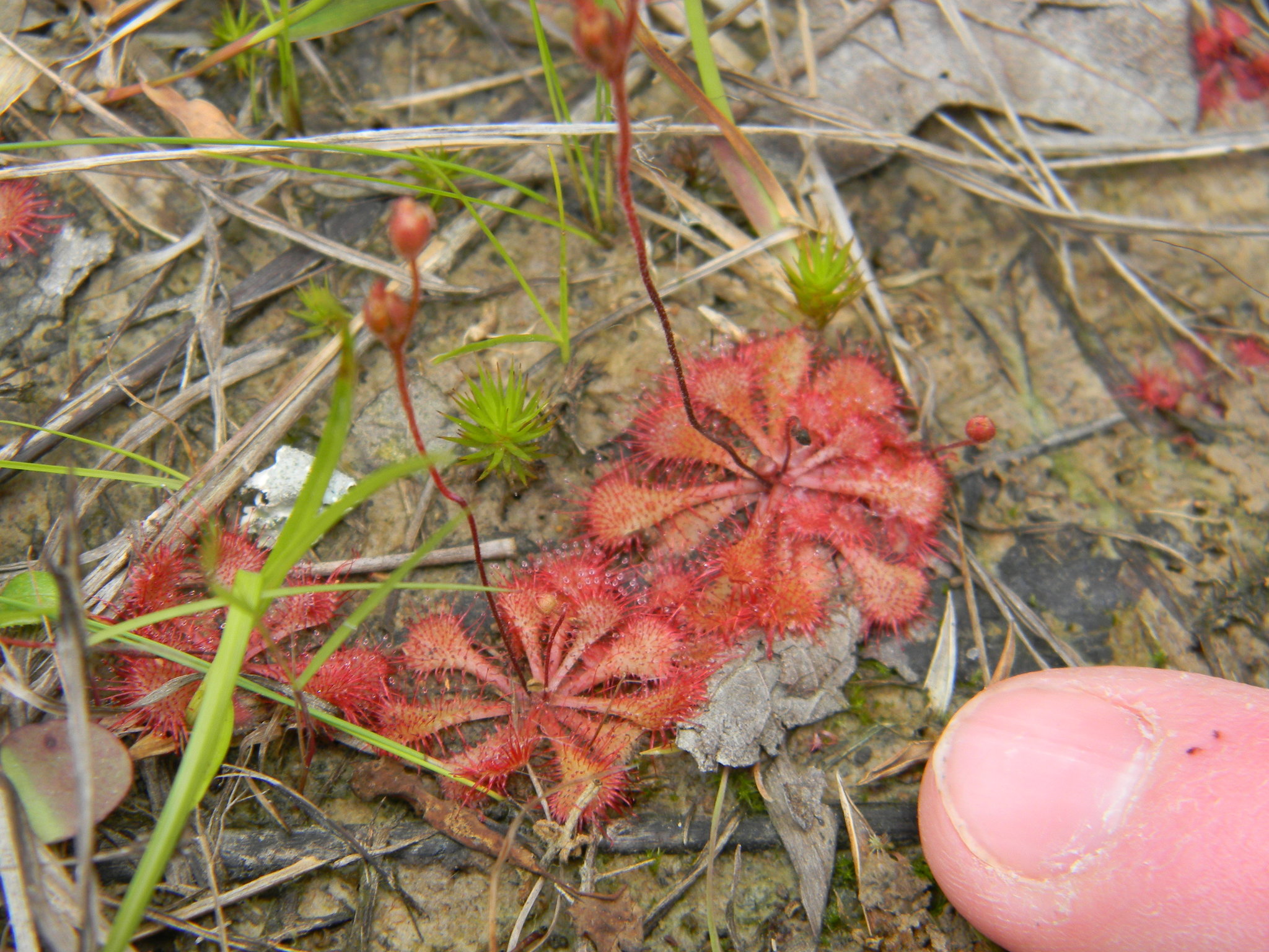 Drosera brevifolia Pursh