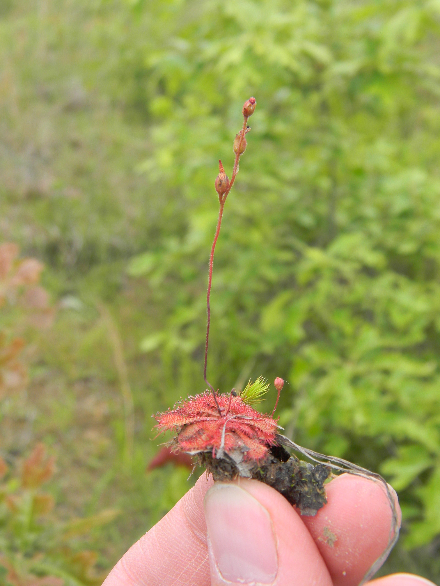Drosera brevifolia Pursh 2