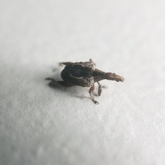 Stephanorhynchus crassus