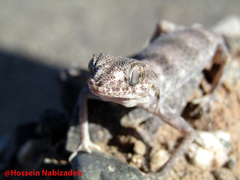 Rhinogekko misonnei