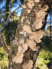 Stereum rugosum