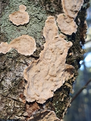 Stereum rugosum