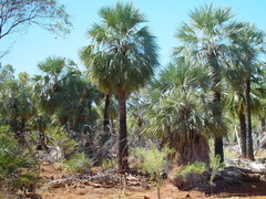 Livistona alfredii