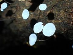 Gloiocephala epiphylla