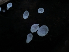 Gloiocephala epiphylla