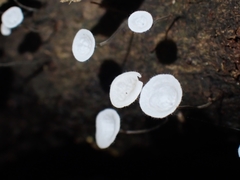 Gloiocephala epiphylla