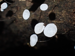 Gloiocephala epiphylla