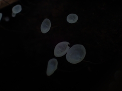 Gloiocephala epiphylla