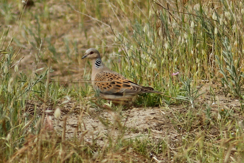 Tórtola europea (Streptopelia turtur)