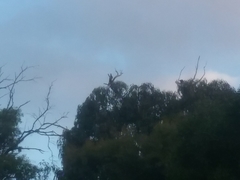 Zanda funerea funerea