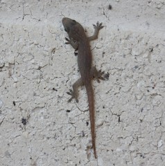 Hemidactylus frenatus