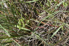 Euphorbia spathulata
