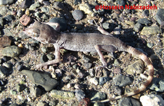 Rhinogekko misonnei