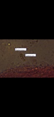 Mycena smithiana