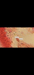 Mycena smithiana