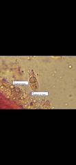 Mycena smithiana