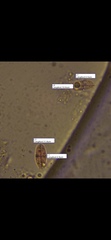 Mycena smithiana