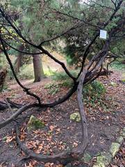 Juniperus × pfitzeriana