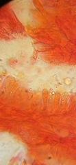 Mycena smithiana