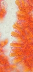 Mycena smithiana