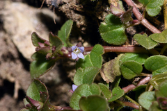 Veronica sublobata