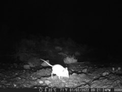 Macroscelides proboscideus