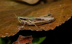 Spathosternum prasiniferum