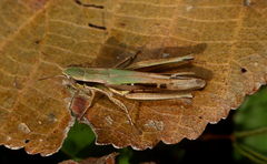 Spathosternum prasiniferum