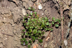 Veronica sublobata