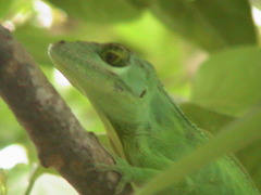 Anolis cuvieri